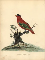 Puhdasnaped lory, Lorius domicella. Uhanalainen. Mustahattuinen lory, Psittacus domicilla. Käsinvärinen kuparikaiverrus William Hayesin kuvituksesta Harvinaisten ja uteliaiden lintujen muotokuvista Osterly Parkin eläintarhasta (Lontoo: Bulmer)