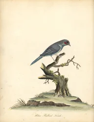 Red-cheeked cordonbleu, Uraeginthus bengalus. (Sinivatsapeippo, Fringilla benghalus.) Käsinvärinen kuparikaiverrus William Hayesin kuvituksesta Harvinaisten ja uteliaiden lintujen muotokuvista Osterly Parkin eläintarhasta (Lontoo: Bulmer)