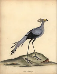 Secretarybird, Sagittarius serpentarius. Haavoittuvainen. (Falco serpentarius) Käsinvärinen kuparikaiverrus William Hayesin kuvituksesta Harvinaisten ja uteliaiden lintujen muotokuvista Osterly Parkin eläintarhasta.