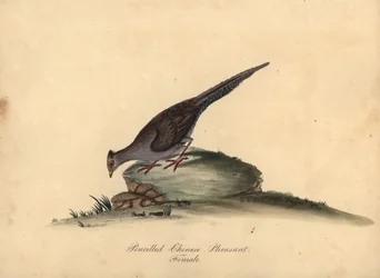 Hopeafasaani, Lophura nycthemera, naaras. (Kynällä kirjoitettu kiinalainen fasaani, Phasianus nycthemerus) Käsinvärinen kuparikaiverrus kuvituksesta Matilda Hayes William Hayesin Harvinaisten ja uteliaiden lintujen muotokuvista Osterly Parkin eläintarhasta