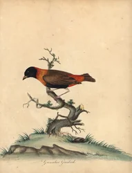 Eteläinen punainen piispa, Euplectes orix. (Grenadier grosbeak, Loxia orix) Käsinvärinen kuparikaiverrus William Hayesin kuvituksesta Harvinaisten ja uteliaiden lintujen muotokuvista Osterly Parkin eläintarhasta, Lontoo: Bulmer