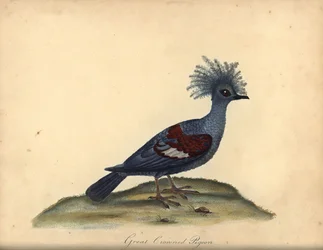 Länsikruunakyyhkynen, Goura cristata. (Suuri kruunattu intialainen kyyhkynen, Columba coronata). Haavoittuvainen. Käsinvärinen kuparikaiverrus William Hayesin kuvituksesta Harvinaisten ja uteliaiden lintujen muotokuvista Osterly Parkin eläintarhasta (Lonto