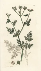 Valkoinen pitsikukka, Orlaya grandiflora (Small caucalis tai basard persilja, Caucalis daucoides). Käsinvärinen kuparikaiverrus James Sowerbyltä James Smith