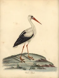 Valkoinen haikara, Ciconia ciconia. (Ardea ciconia) Käsinvärinen kuparikaiverrus William Hayesin ja Matilda Hayesin kuvituksesta William Hayesin Harvinaisten ja uteliaiden lintujen muotokuvista Osterly Parkin eläintarhasta Lontoossa: Bulmer