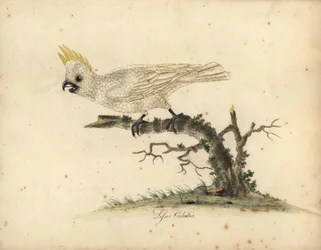Keltatöyhtökakadu, Cacatua sulphurea. Äärimmäisen uhanalainen. (Pieni valkoinen kakadu) Käsin väritetty kuparikaiverrus William Hayesin kuvituksesta teokseen Portraits of Rare and Curious Birds from the Menagerie of Osterley Park.