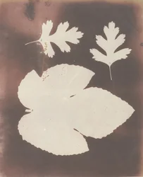 1. Viikunanlehti. 2. White Thorn Leaf, 1839.