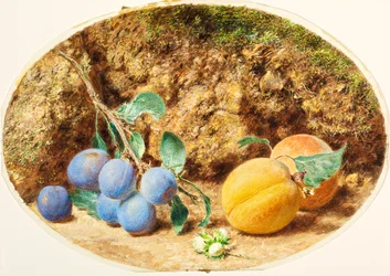 Purppurat luumut, aprikoosit ja puupähkinät, n. 1860