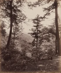 Kallionäkymä, puiden läpi,c. 1895 (kuva)