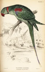 Alexandrine papukaija tai Aleksandriini papukaija, Psittacula eupatria