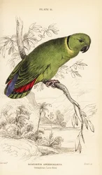 Mustakaulaskaijanen, Agapornis swindernianus