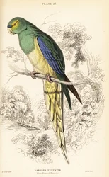 Sinisiipinen papukaija, Neophema chrysostoma