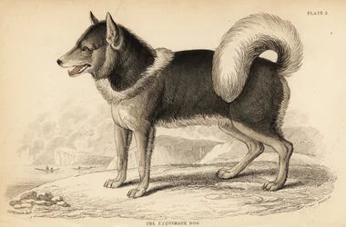 Kanadan eskimokoira tai qimmiq, Canis lupus