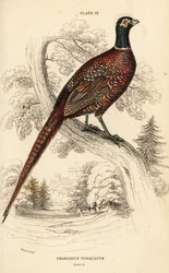 Tavallinen fasaani (rengaskaula), fasaani colchicus torquatus