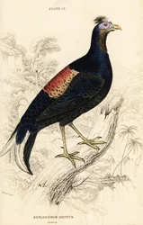 Harjatuliselkäfasaani, Lophura ignita, koiras (Macartneyn kukko, Euplocomus ignitus)