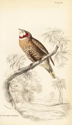 Kurkkupeippo tai nauhapeippo, Amadina fasciata