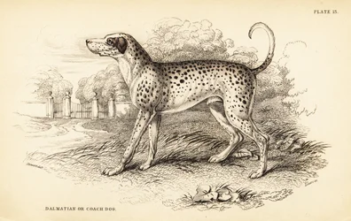 Dalmatiankoira tai valmentaja, Canis lupus familiaris