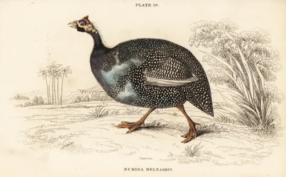 Helmikana, numidian meleagris