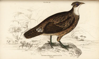 Himalajan Monal, Naaras, Lophaphorus impanes
