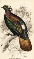 Himalajan monaali, uros, Lophophorus impejanus