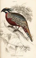 Koklass-fasaani, Pucrasia macrolopha