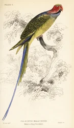 Pitkäpyrstökaija, Psittacula longicauda