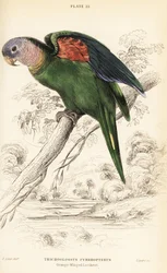 Oranssisiipinen amatsonia, Amazona amazonica