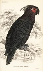Palmukakadu, Probosciger aterrimus