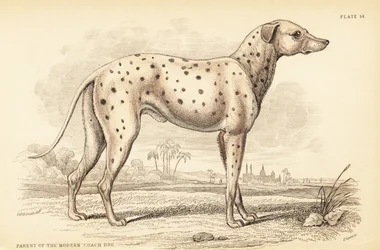 Nykyaikaisen valmentajakoiran, Canis lupus familiariksen, vanhempi