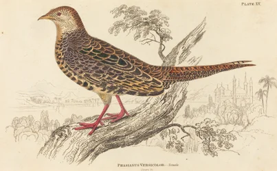 Phasianus Versicolor - naaras