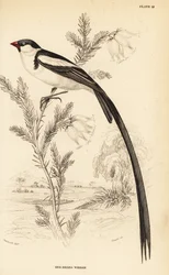 Neulapyrstöleski, Vidua macroura (punanokkaleski, Vidua erythrorhynchus)