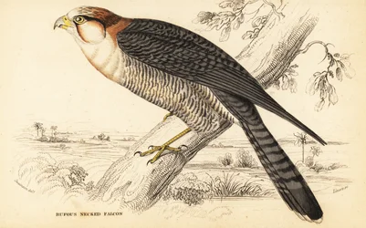 Punakaulahaukka, Falco chicquera ruficollis