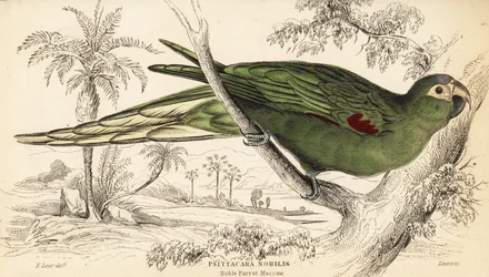 Punalapainen ara, Diopsittaca nobilis