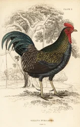Punainen viidakkolintu, Gallus gallus javanicus