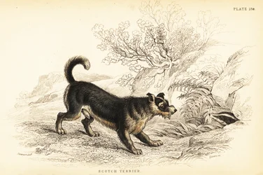 Skotlanninterrieri tai skotlantiinterrieri, Canis lupus familiaris