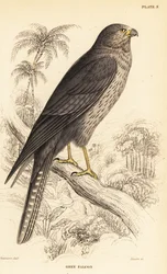 Nokihaukka, Falco concolor