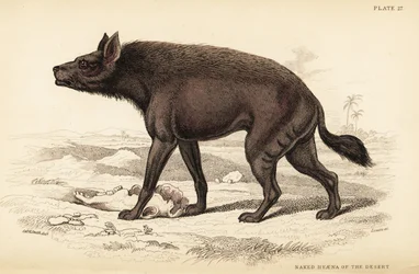 Raidallinen hyeena, Hyaena hyaena (Aavikon alaston hyaena, Hyaena vulgaris)