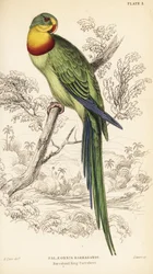 Loistava papukaija, Polytelis swainsonii