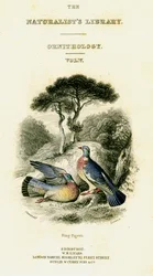 The Naturalists Library, Ornithology Vol V, Ring Pigeon, c1833-1865.