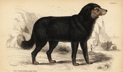 Newfoundlandin koira, Canis lupus familiaris )Canis terranovae)