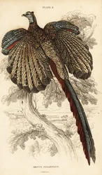 Suuri argus, Argusianus argus (Argus-fasaani tai jättimäinen argus, Argus giganteus)