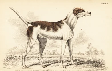 Itämainen koira, Canis lupus familiaris
