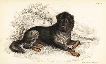 Tiibetinmastiffi, Canis lupus familiaris (Tiibetin mastiffi, Canis urcani)