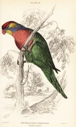 Monipuolinen lorikeetti, Psitteuteles versicolor (Trichoglossus versicolor)