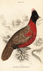 Läntinen tragopan tai läntinen sarvimainen tragopan, Tragopan melanocephalus