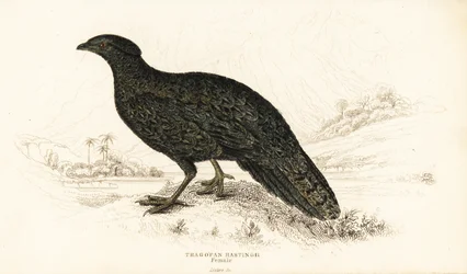 Läntinen tragopan tai läntinen sarvimainen tragopan, naaras, Tragopan melanocephalus