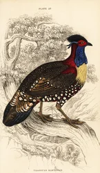 Läntinen tragopan tai läntinen sarvimainen tragopan, uros, Tragopan melanocephalus