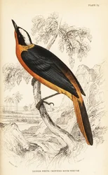 Valkopääruostepyrstö, Cossypha albicapilla (pieni valkopäinen kivikkorastas, Petrocincla albicapilla)