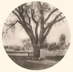 Washington Elm