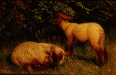 lampaat