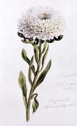 China Aster, maalattu Bayswaterissa